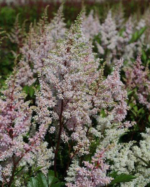 Astilbe Japonica Peach Blossom